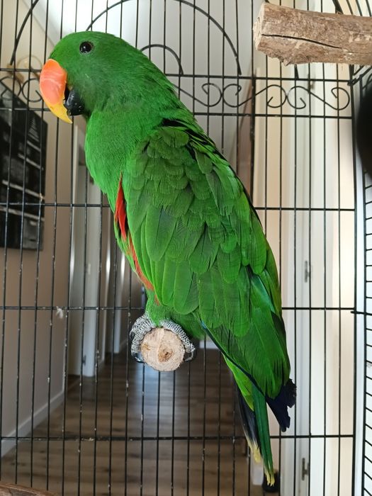 Papagaio ecletus 2025