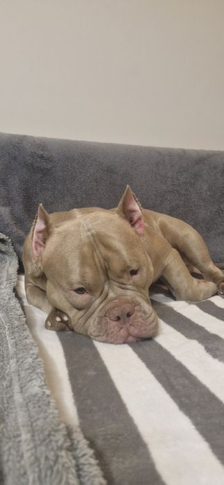 Готовий до стосунків кобель Американський Буллі  (вязка) Рівне Львів