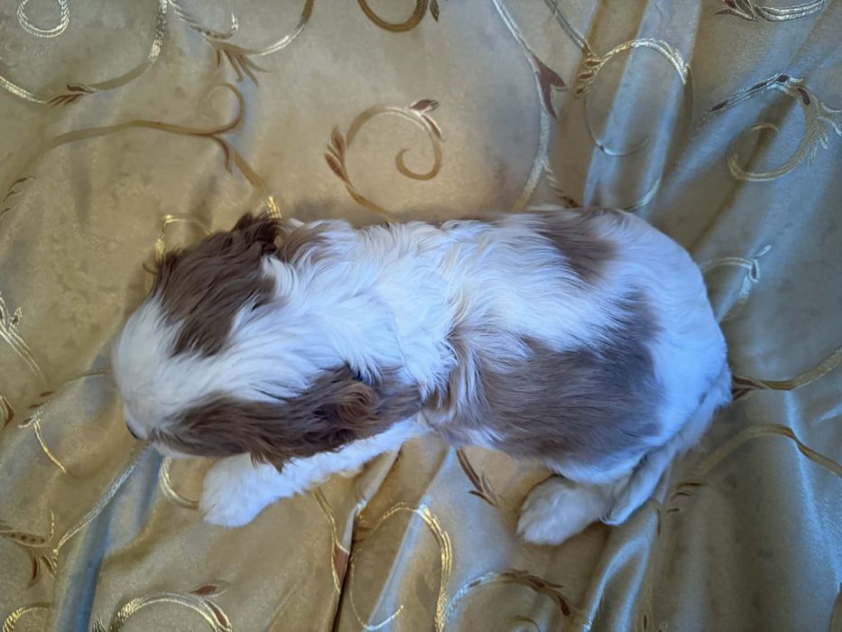 Cavallier King Charles - piękny chlopak!!