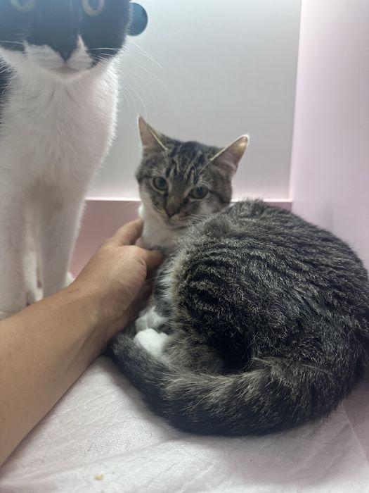 Котенок бело-серый таби 4,5 мес