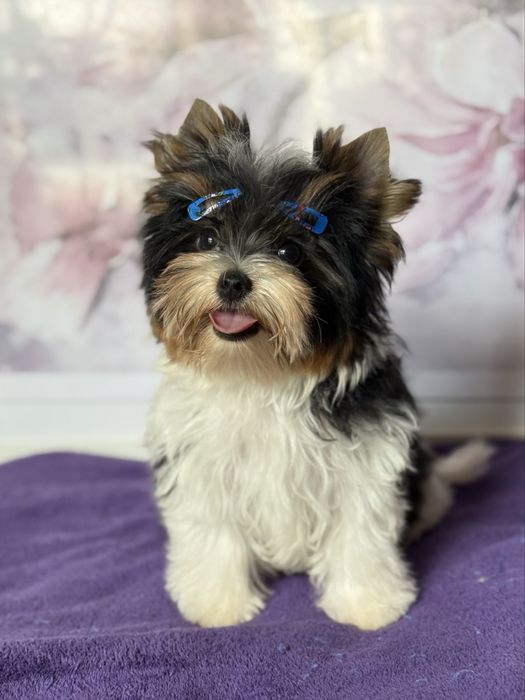 Бівер йорк хлопчик КСУ