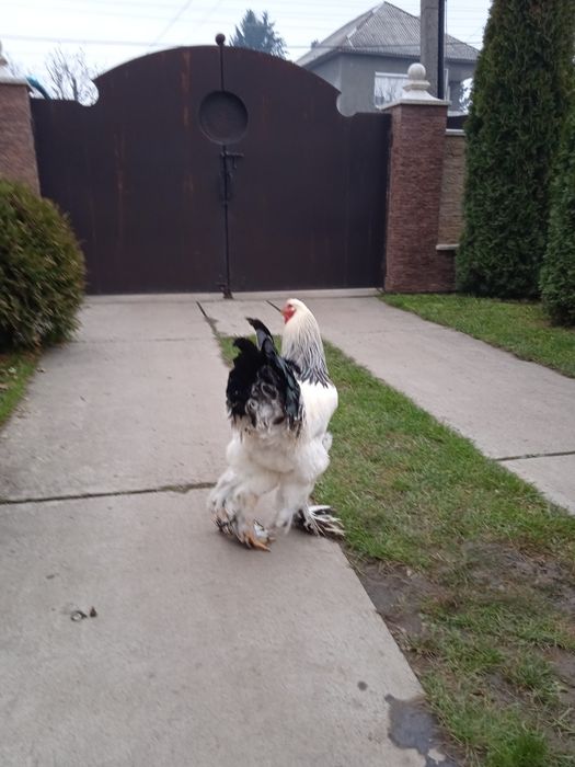 Молодий пітух світлої брами