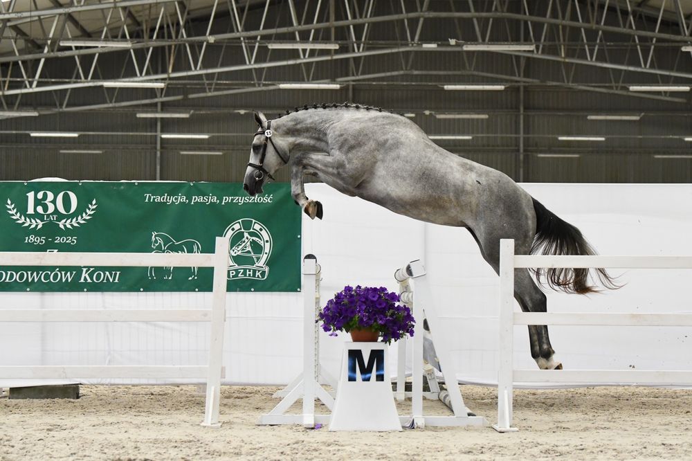 Siwa dwuletnia klacz