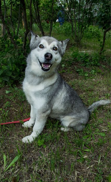 Шукаю відповідальну родину для дівчинки хаскі