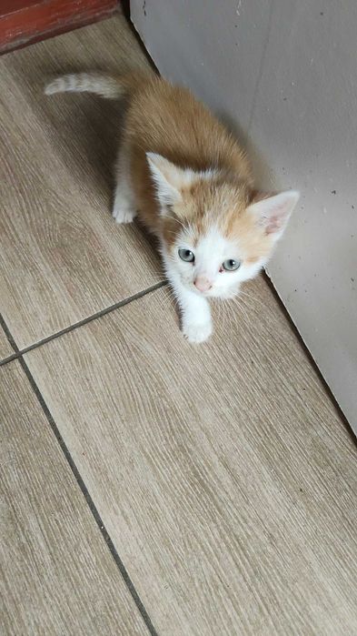 Oddam 5 kotków w dobre ręce za darmo.