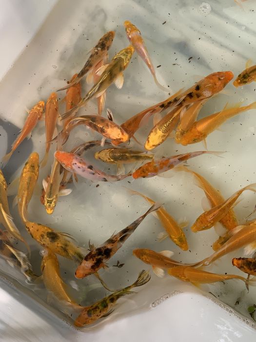 Karp KOI ryby rybki do oczka wodnego stawu narybek
