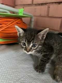 Потрібна допомога, на утриманні 17 котів та 3собаки. Прошу допомоги