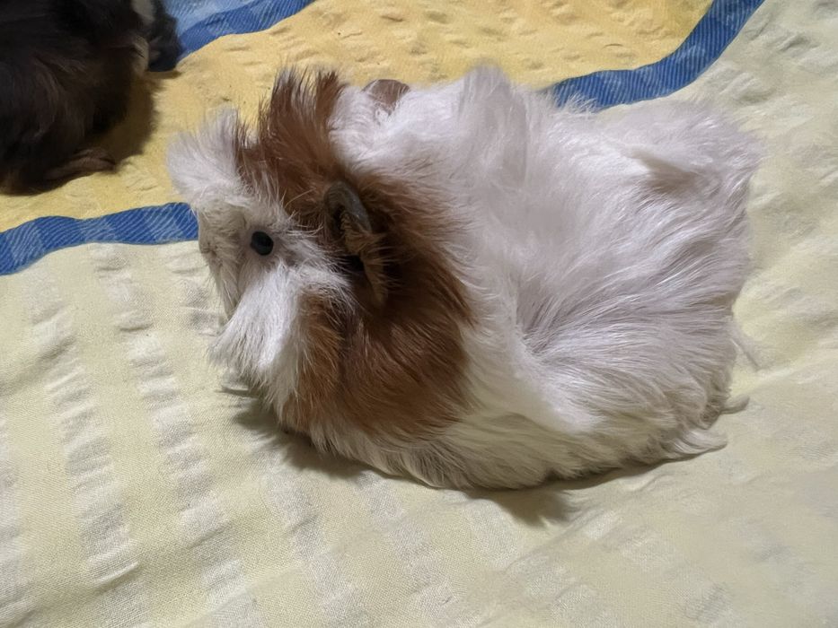 Перуанська морська свинка (дівчинка)