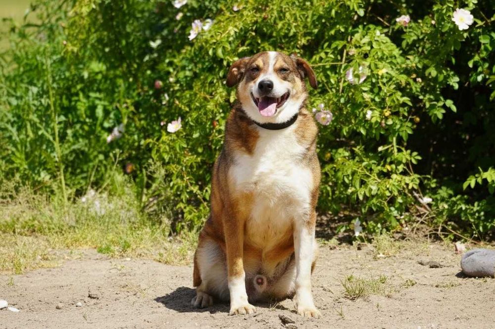 FLOG - fajny, łagodny piesek