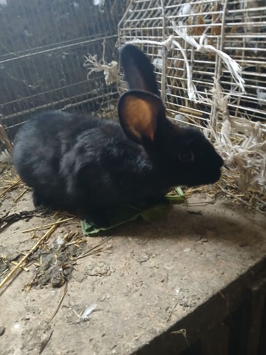 Królik samiec 4 miesiące