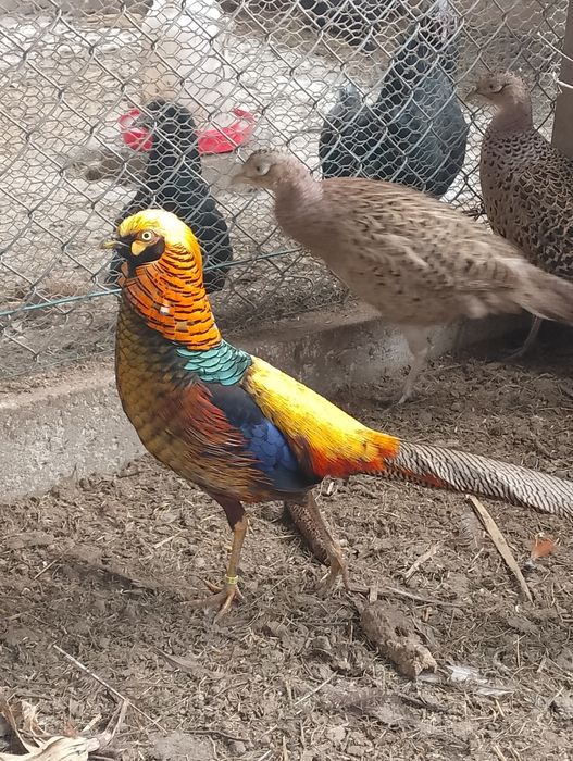 Sprzedam samca bażanta złotego.