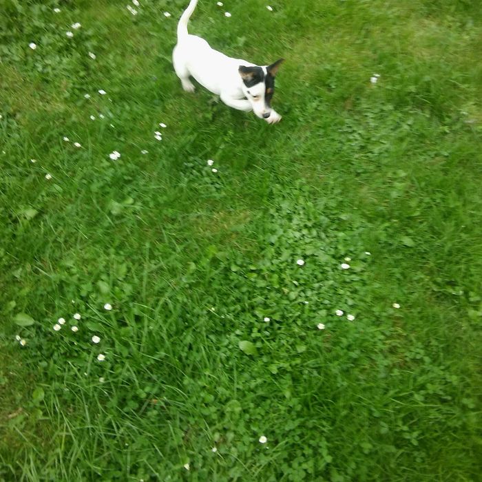 Jack Russell Terrier sunia