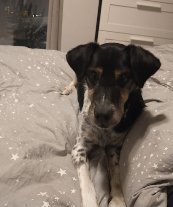 Piesek szuka domku..