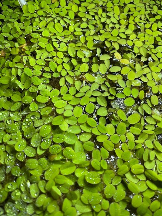 Salvinia Auriculata Roślina akwariowa pływająca