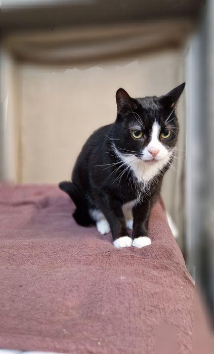 Kirys 4 letni kocurek