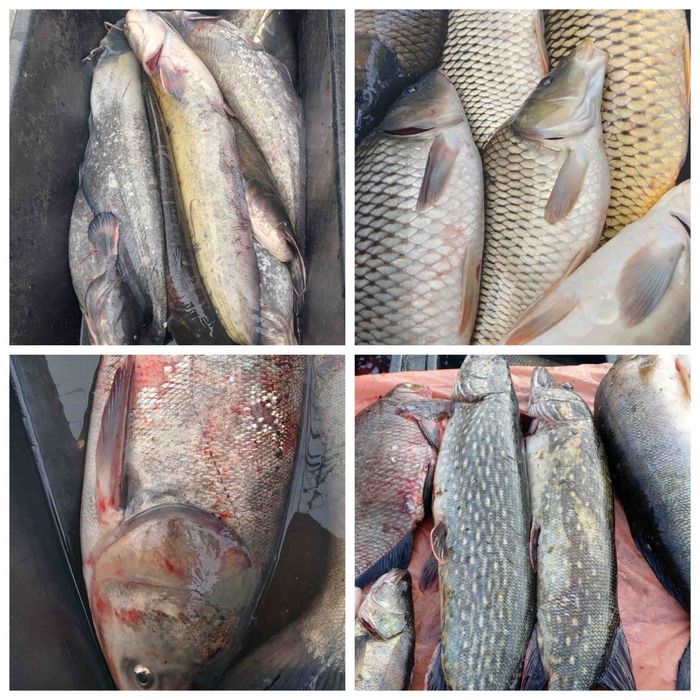 Жива риба свiжа риба