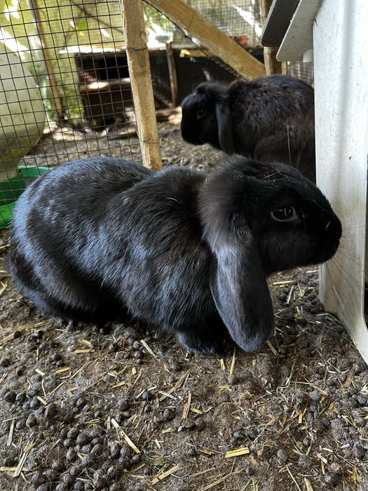 Casal coelhos orelhudos