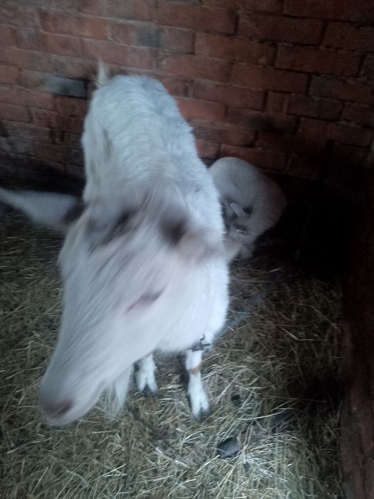 Продам козу другий окіт розкотилася 16 квітня. Спокійна гарно посеця