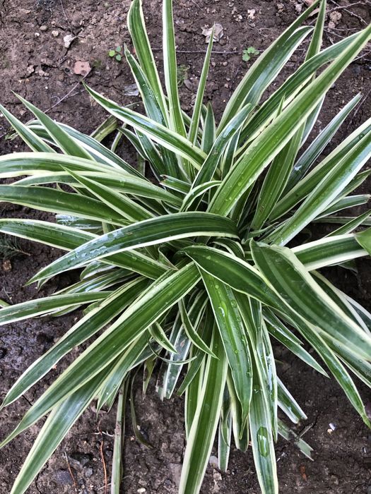 Хлорофітум кущик d. 50 см 90 грн