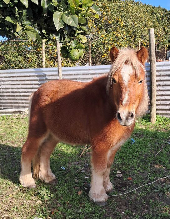 Pónei alazão cavalo