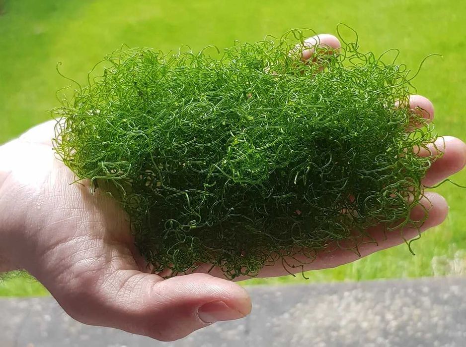 Alga chaetomorpha de qualidade