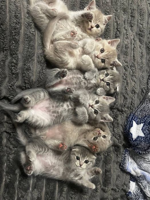 Грайливі кошенята
