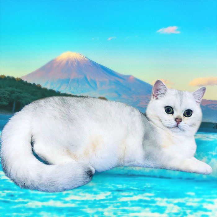 Чудова кішечка у драгоцінному забарвленні