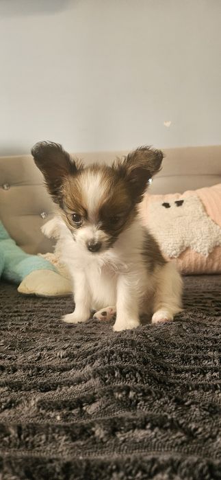 Ppillon,Spaniel kontynentalny miniaturowy FCI/ZkWP