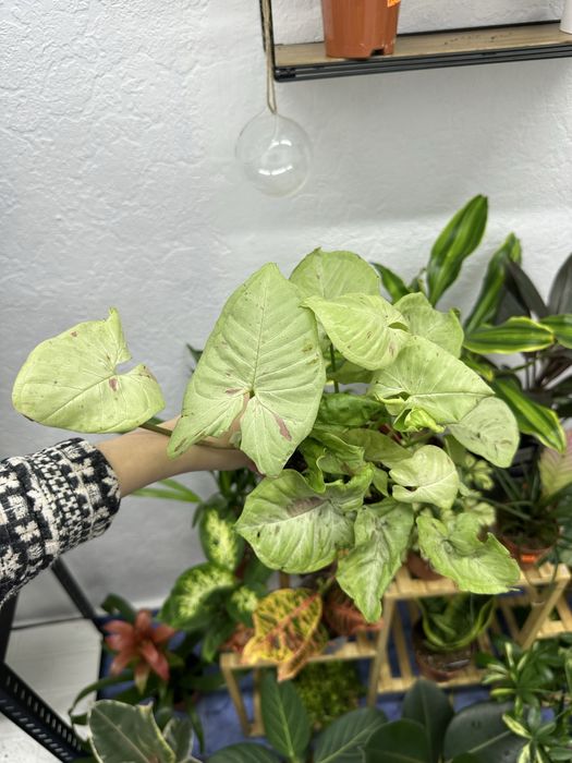 Квіти кімнатні рослини