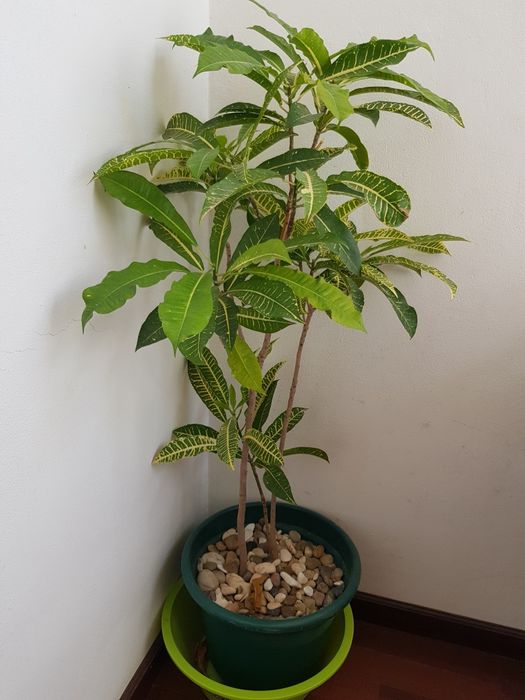 Planta Cróton verde e amarelo