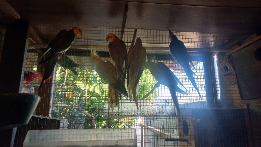 Tenho caturras para vender e piurras