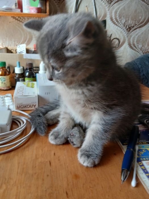 жывотные котёнок
