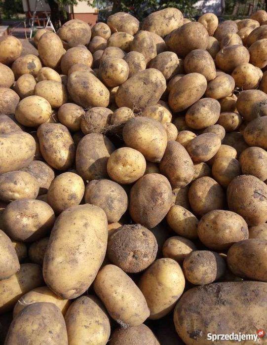 Ziemniaki Jadalne VINETA,Bellarosa, redsonia, catania