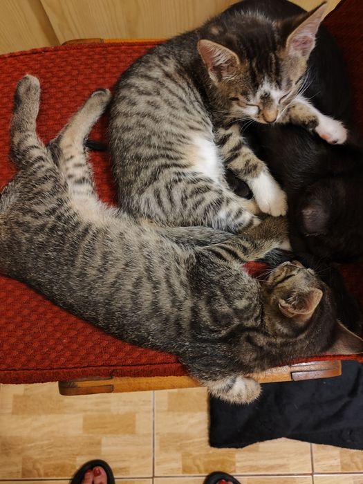 oddam kotki do adopcji