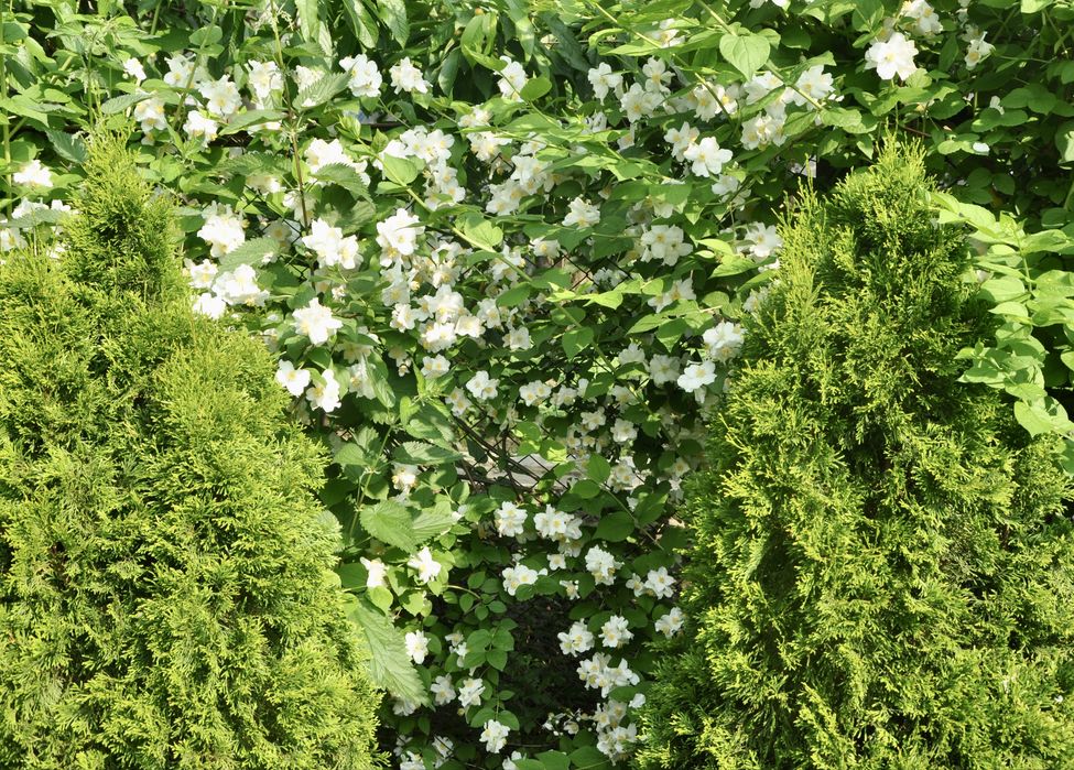 Жасмін , багаторічні рослини