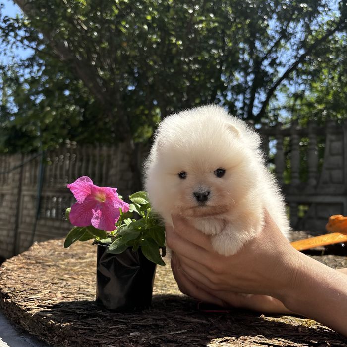 шикарна дівчинка шоу классу