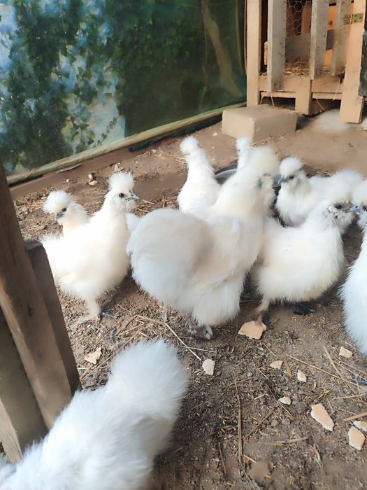 Silki młode para kura kogut