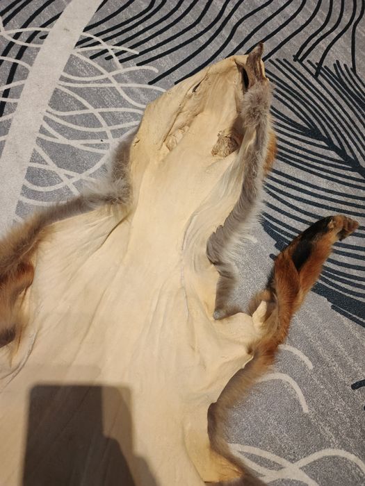 Futro skóra z lisa garbowana