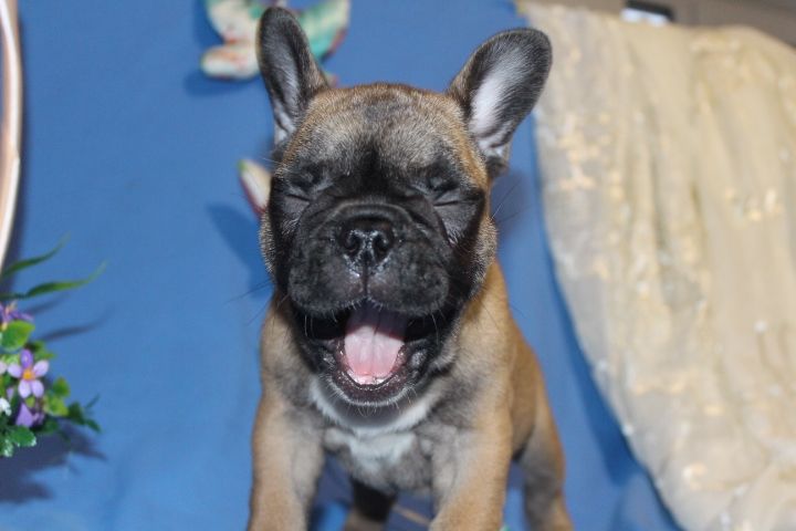 Французский бульдог Девочки 2,5м Одесса