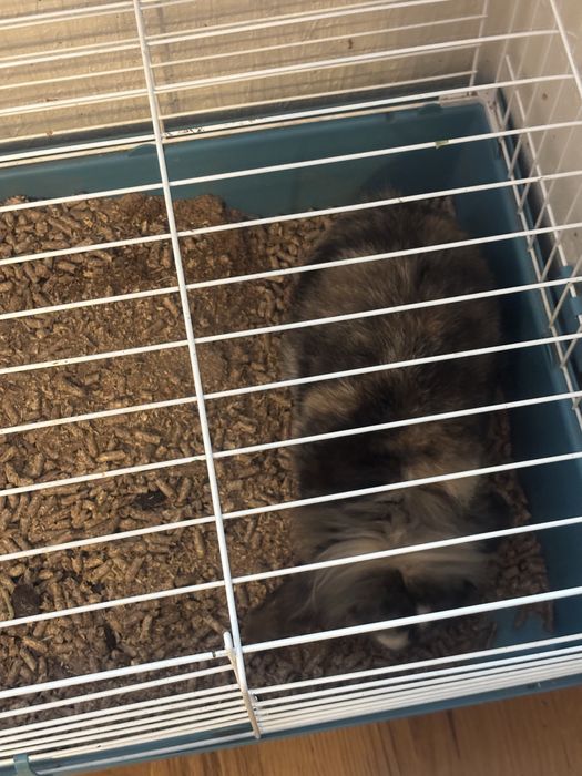 Krolik samiec baranek