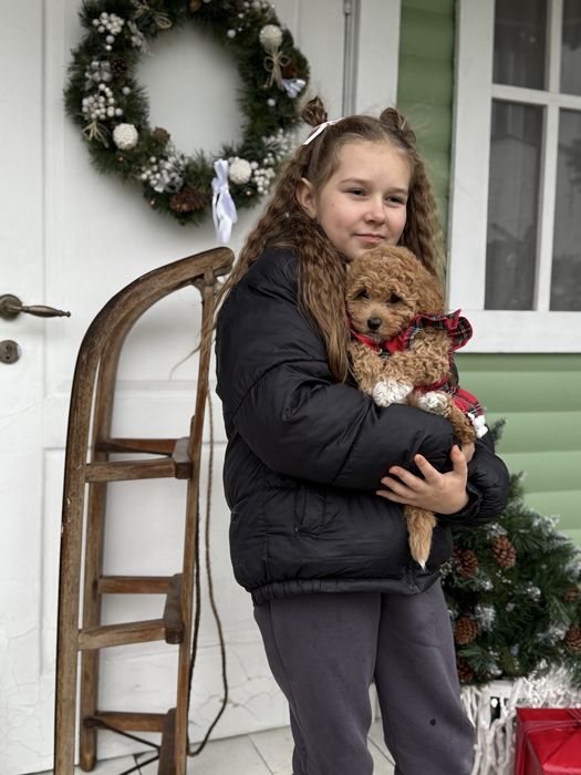 Цуценятка мальтипу