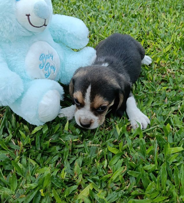 Beagle macho maravilhoso