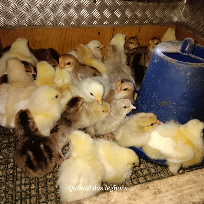 Ovos e pintos leghorn