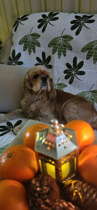 В'язка американський кокер спаніель