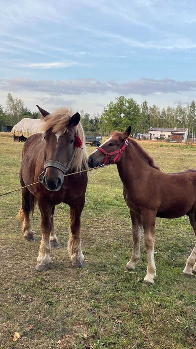 Klacz źrebna ze źrebakiem