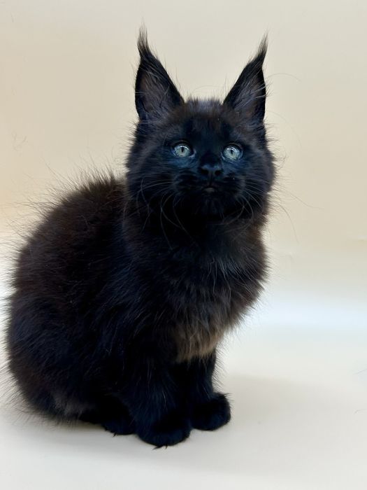 Мейн кун девочка