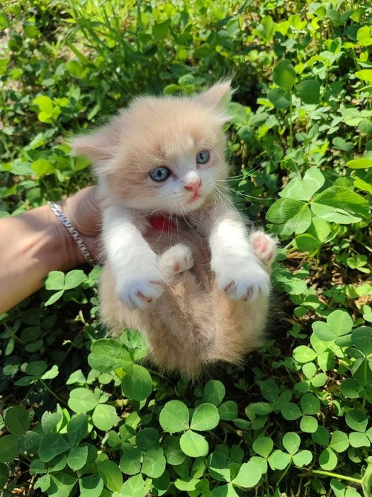 Котенок длинношерстный британский