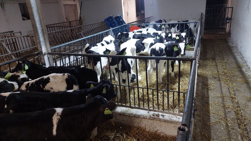 Cielęta byczki.  mcb. Holsztyn