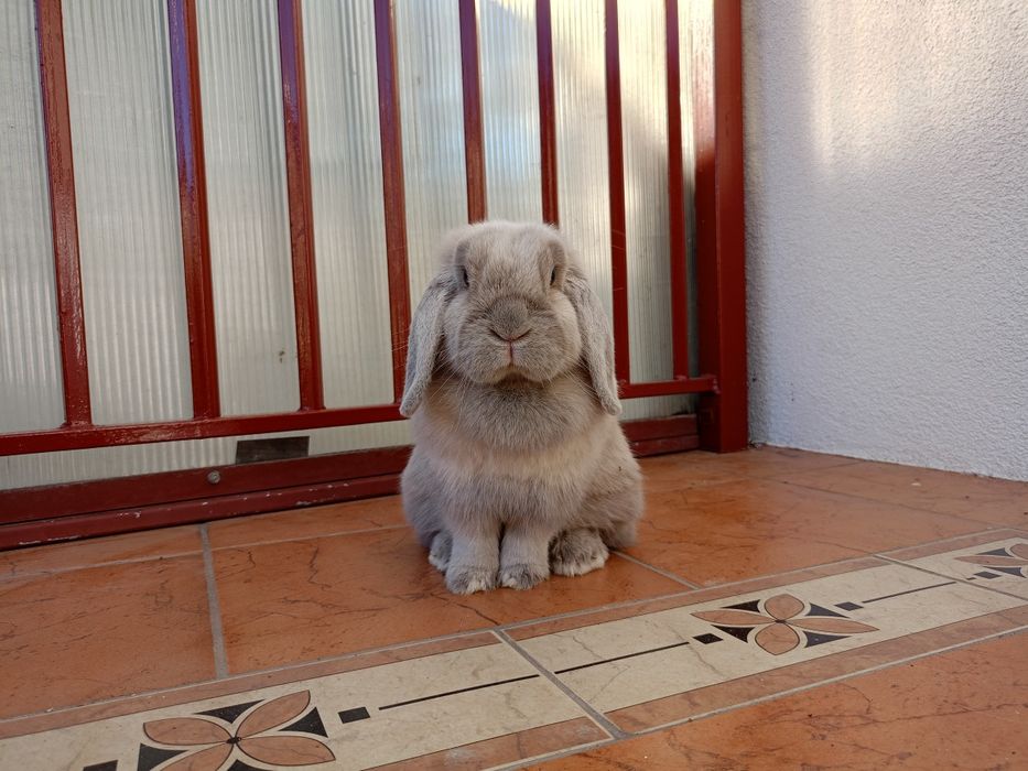 Królik mini lop minilop samica samiczka