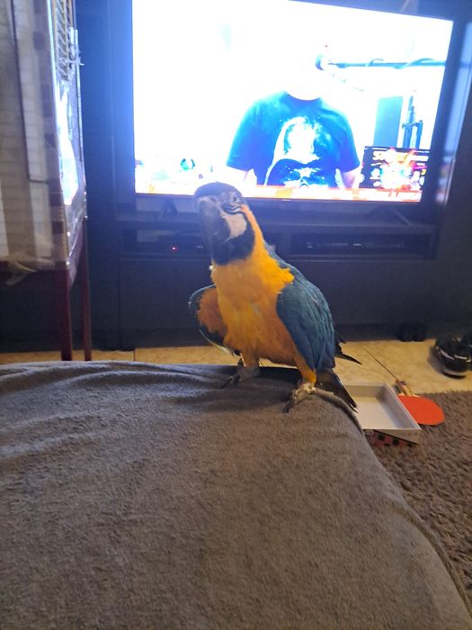 Vendo arara com decomentos